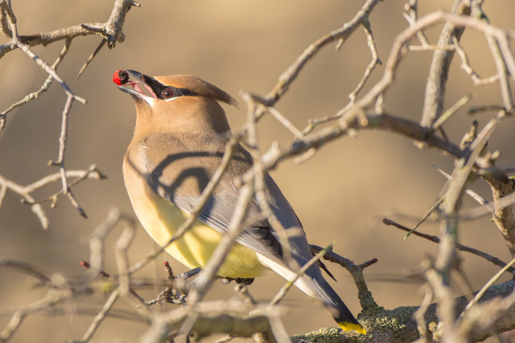 A cedar waxwing holding a single red berry in its bill among bare branches