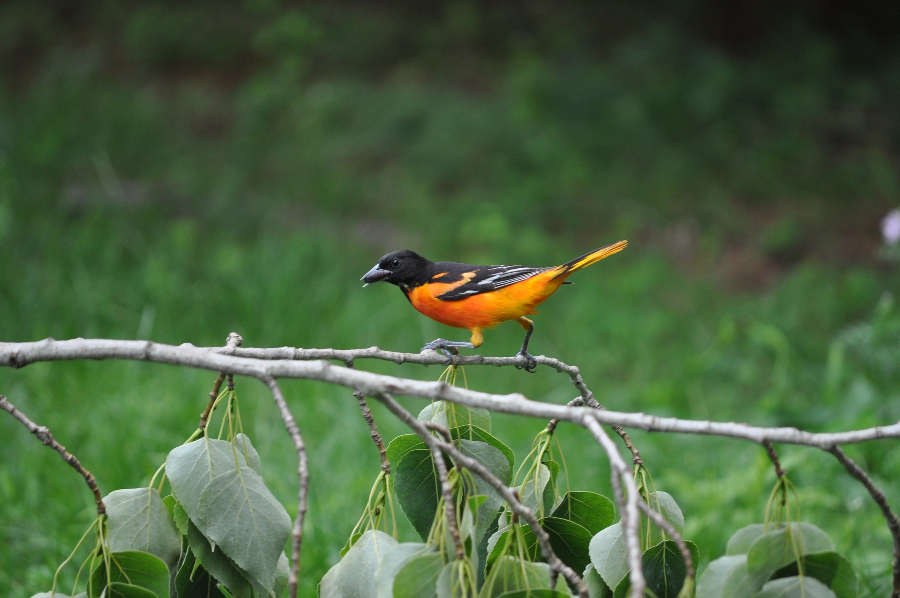 A Baltimore oriole in orange and black, perched on a slender branch above green grass