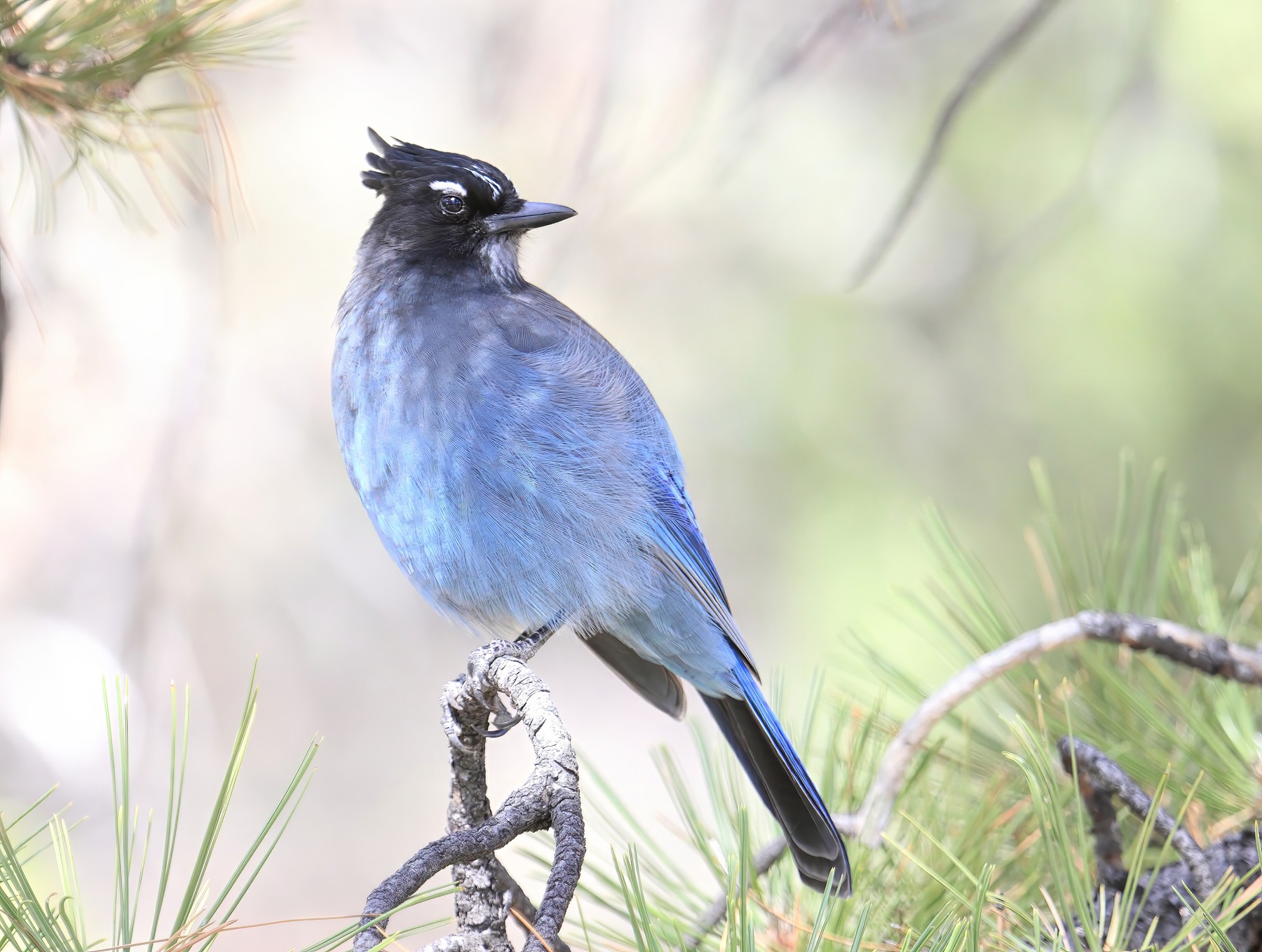 A Steller's jay, deep blue with a charcoal crested head, perched on a pine branch