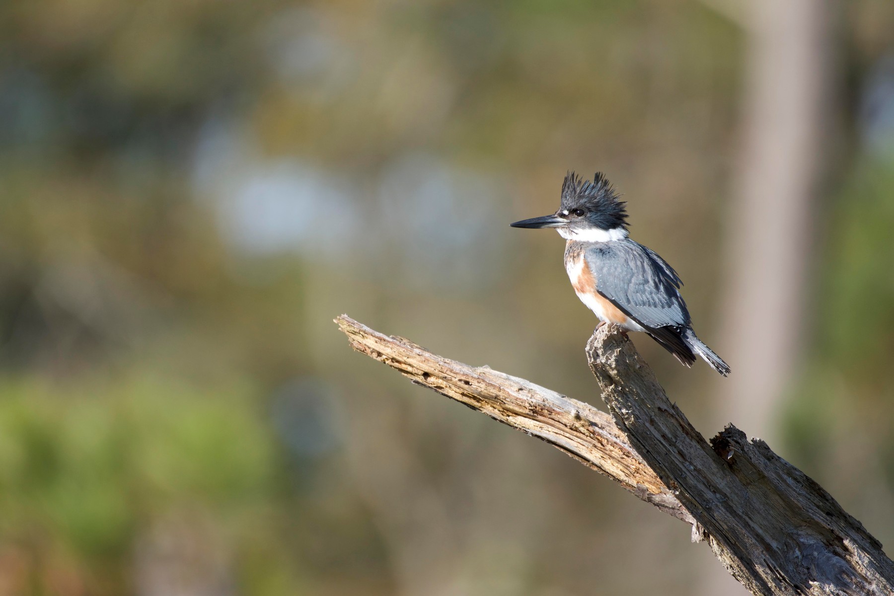 A belted kingfisher with a shaggy crest perched on a bare snag against soft green foliage