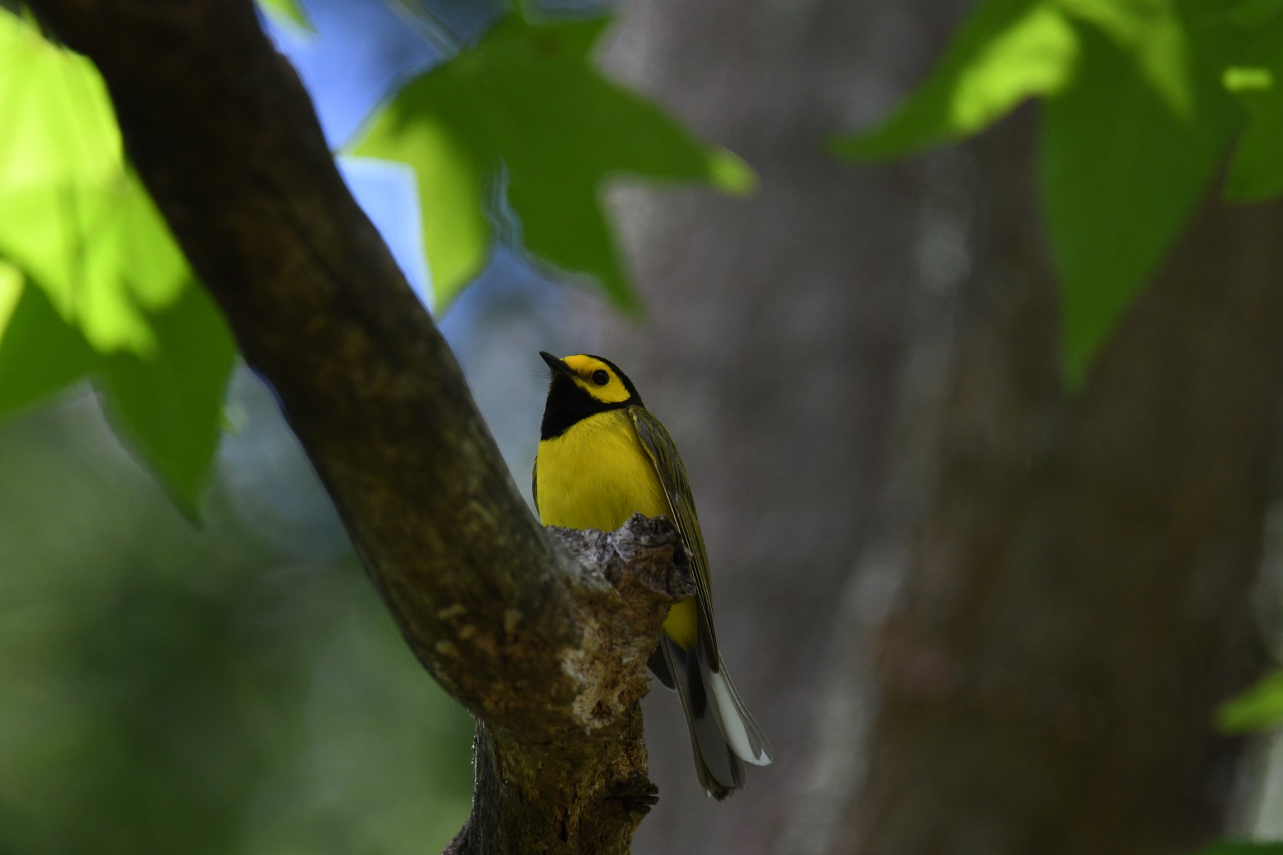 A hooded warbler with a bright yellow face and black hood, perched among green leaves and looking upward