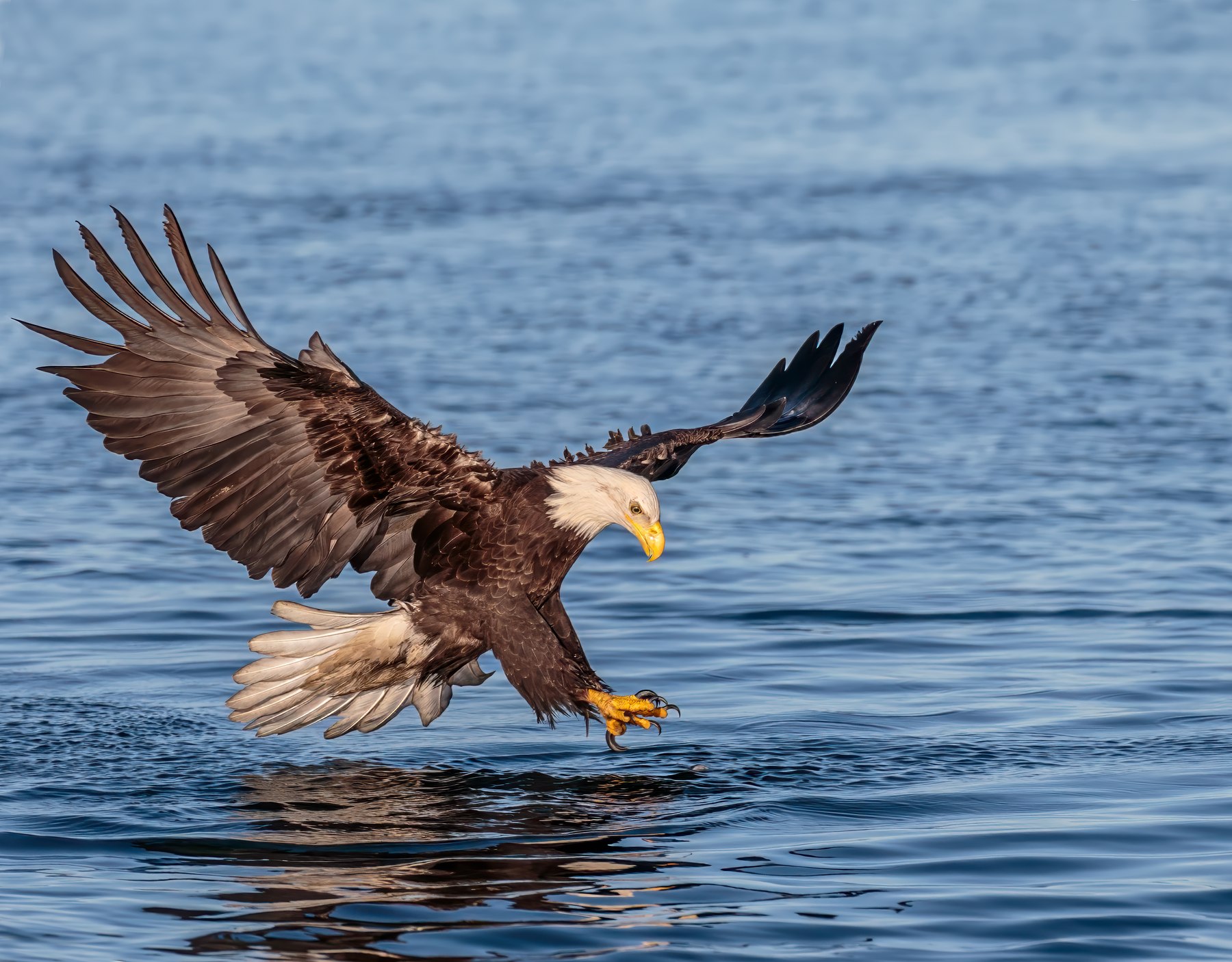 A bald eagle in flight low over open water, wings spread and talons reaching down